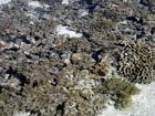 So-called Dead Coral Zone of the inner reef flat. Here, dead corals are colonized by (mainly) noncalcareous algae.